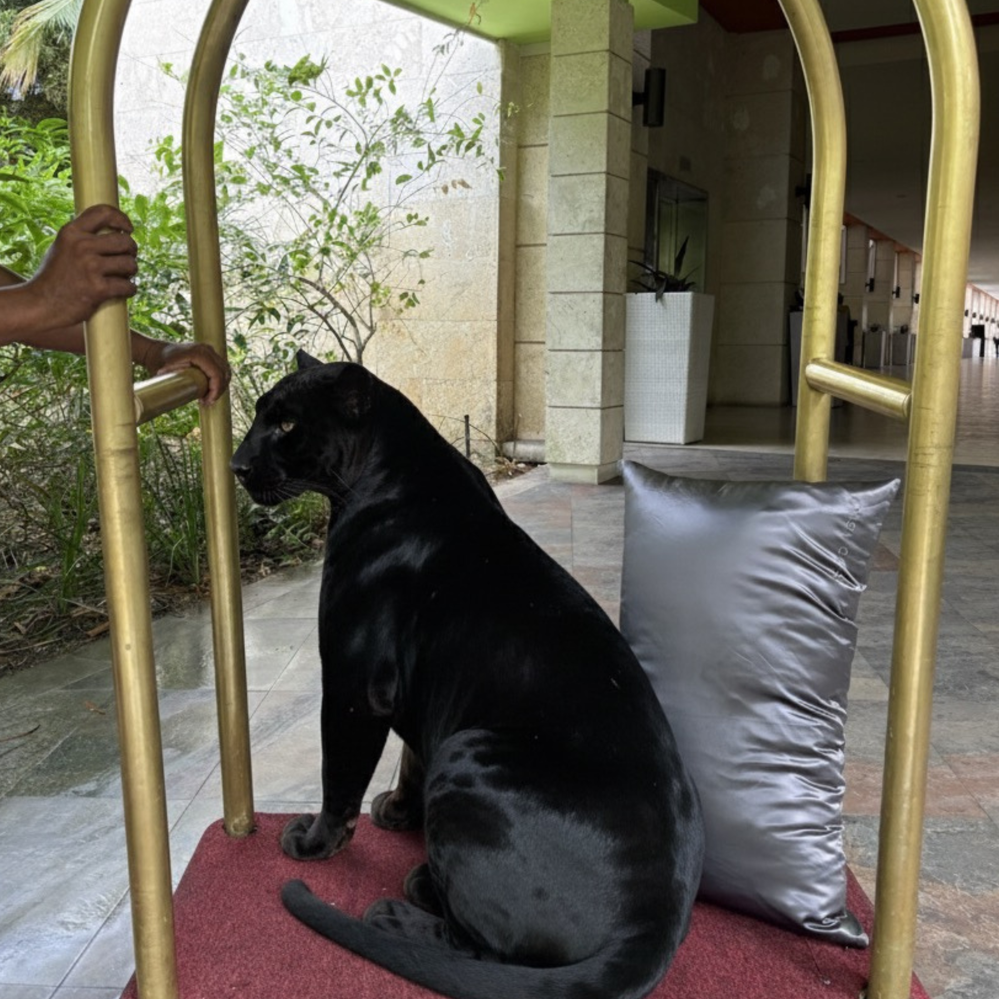 Fundas de Almohada de Seda Gris Oscuro Onisa Coté